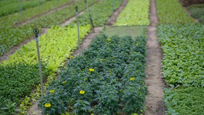 The Future of Sustainable Eating: How to Make a Difference