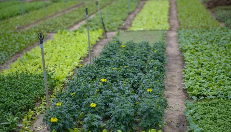 The Future of Sustainable Eating: How to Make a Difference