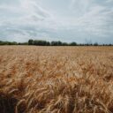 The Nutrient-Rich Revolution: Biofortified Foods to Watch in 2026