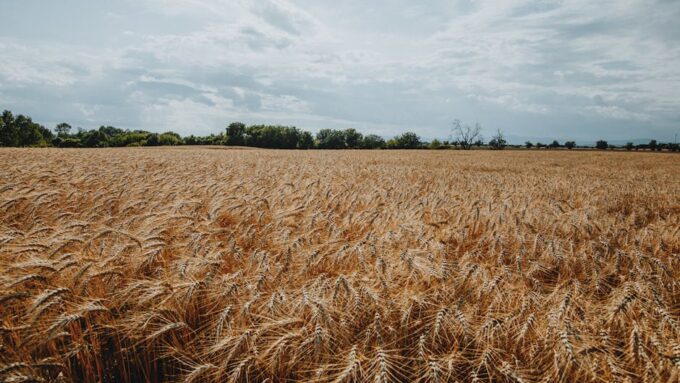 The Nutrient-Rich Revolution: Biofortified Foods to Watch in 2026