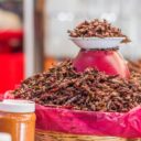 Edible Insects: The Unseen Superfood of 2026