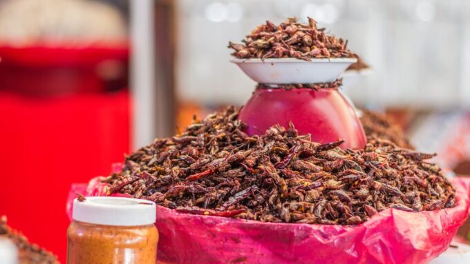 Edible Insects: The Unseen Superfood of 2026