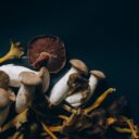 Fungi and Function: The Mushroom Boom in 2026 Wellness