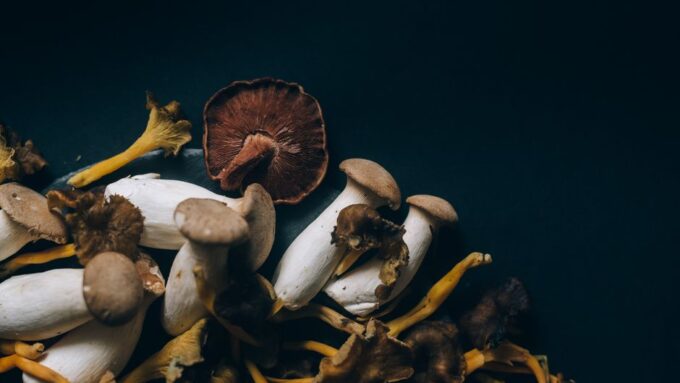 Fungi and Function: The Mushroom Boom in 2026 Wellness