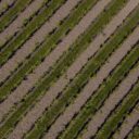 From Soil to Soul: The Rise of Regenerative Agriculture in 2026