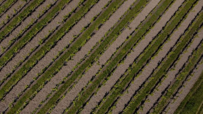 From Soil to Soul: The Rise of Regenerative Agriculture in 2026
