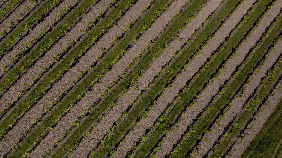 From Soil to Soul: The Rise of Regenerative Agriculture in 2026