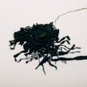 Beyond Kale: The Rise of Sea Vegetables in 2026