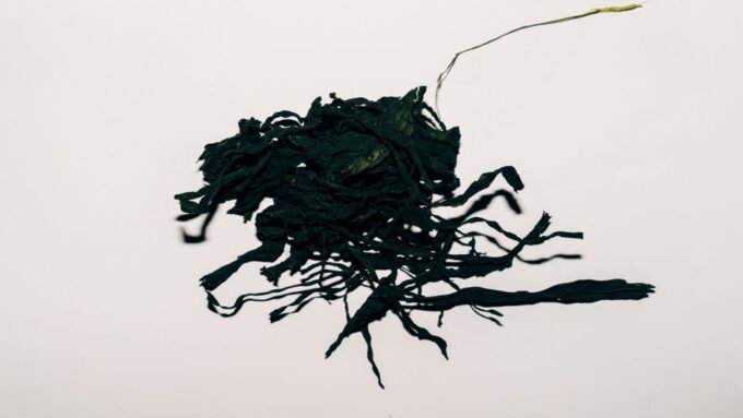 Beyond Kale: The Rise of Sea Vegetables in 2026