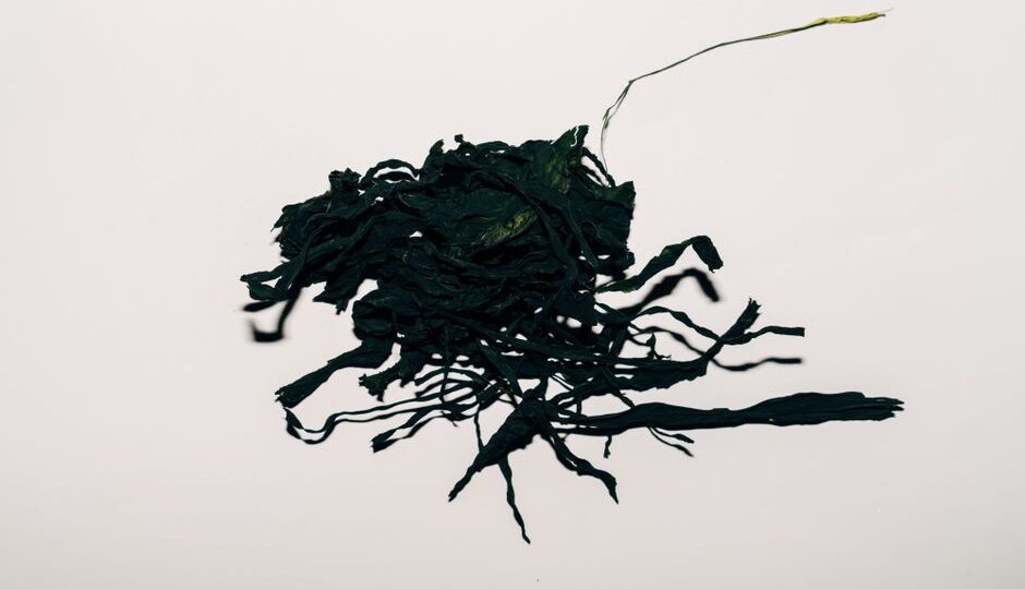 Beyond Kale: The Rise of Sea Vegetables in 2026