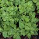 The Culinary Herb Renaissance: Transform Your Meals and Health with Fresh Herbs in 2026