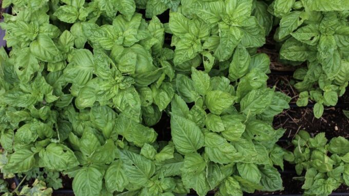The Culinary Herb Renaissance: Transform Your Meals and Health with Fresh Herbs in 2026