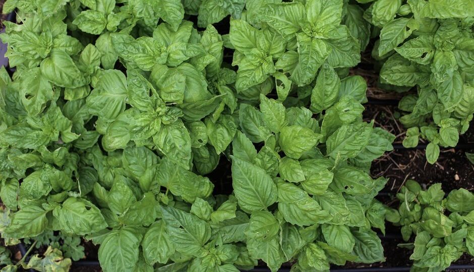 The Culinary Herb Renaissance: Transform Your Meals and Health with Fresh Herbs in 2026